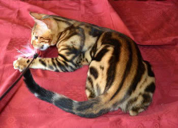 BENGAL MARBLE